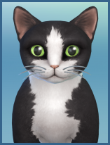 ansehen Tuxedo Tom Kaetzchen